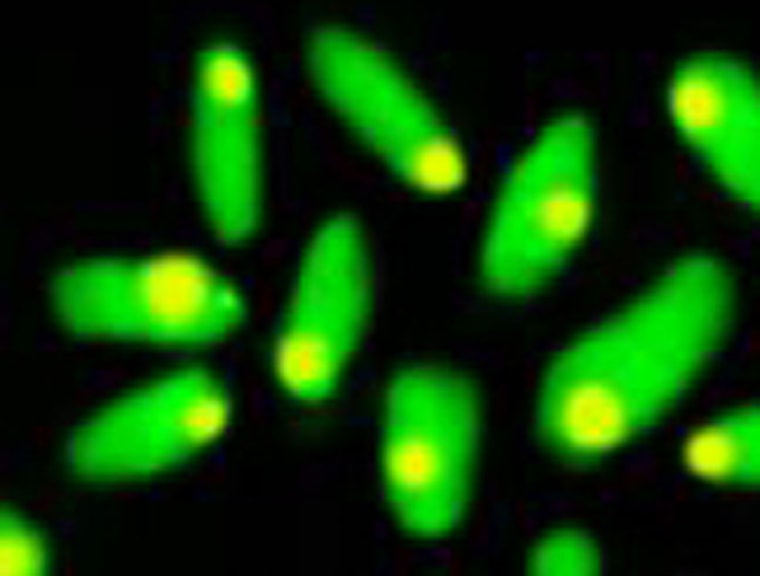 Researchers studied simple organisms such as this bacteria to get a clearer picture of what LUCA was like.