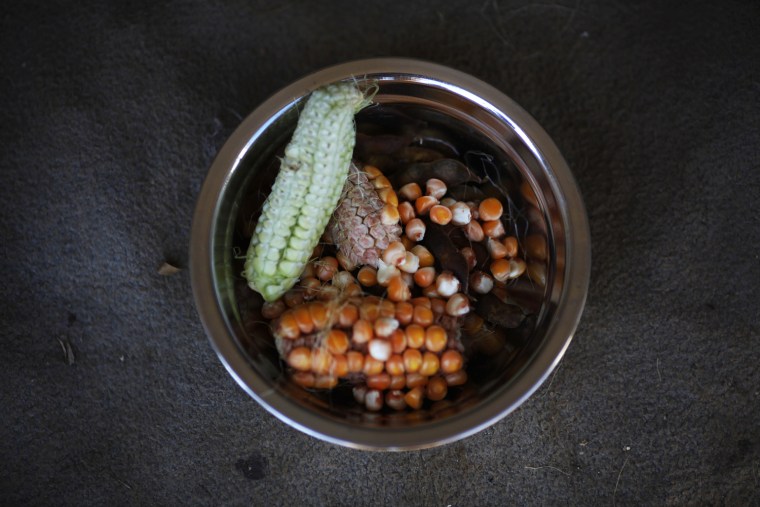 Image: A meal of a North Korean woman who lost her house in summer floods and typhoons is seen in her tent in South Hwanghae province