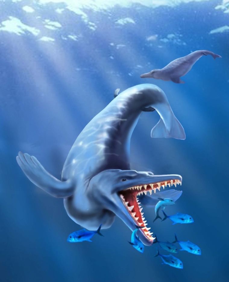 Image: Whale illustration