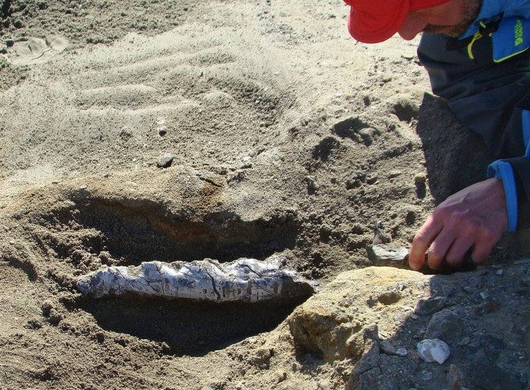 Image: Uncovering a fossilized jaw of a whale