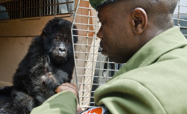 Image: Rescued baby gorilla