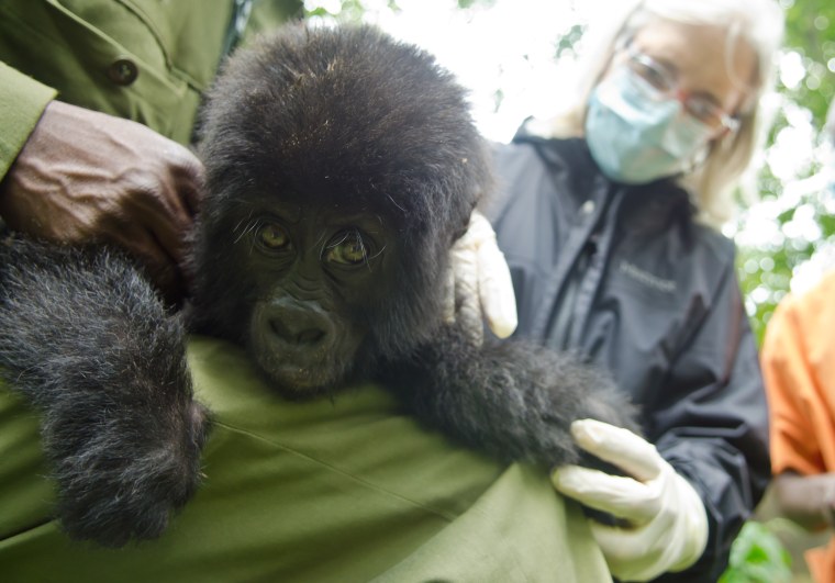 Image: Gorilla examined by vet