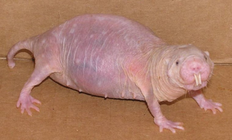 Naked mole rats live about 10 times longer than other similar-sized mammals. This pregnant naked mole rat is 15 years old.