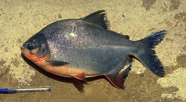 While observing red-bellied piranhas swimming around the tank and competing for food, the researchers noted that the fish produced three distinct combative sounds.