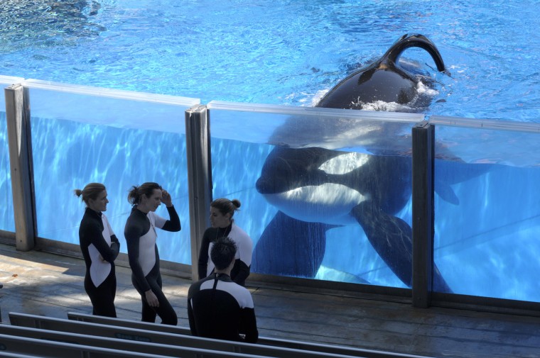 Image: killer whale Tilikum