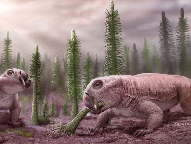 The Lystrosaurus a relative to mammals, was one of a handful of "disaster taxa" to survive the rubble of the Permian Period, along with the meter-high spore-tree Pleuromeia. 
