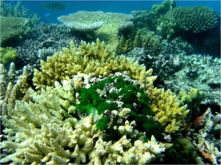 An Acropora coral showing dead branches near the green seaweed Chlorodesmis. This seaweed chemically damages corals upon contact.