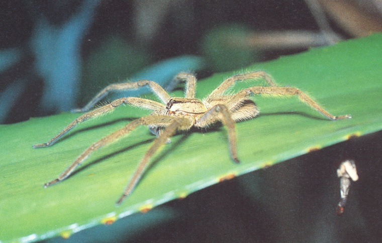 Can spiders hear? - Discover Wildlife