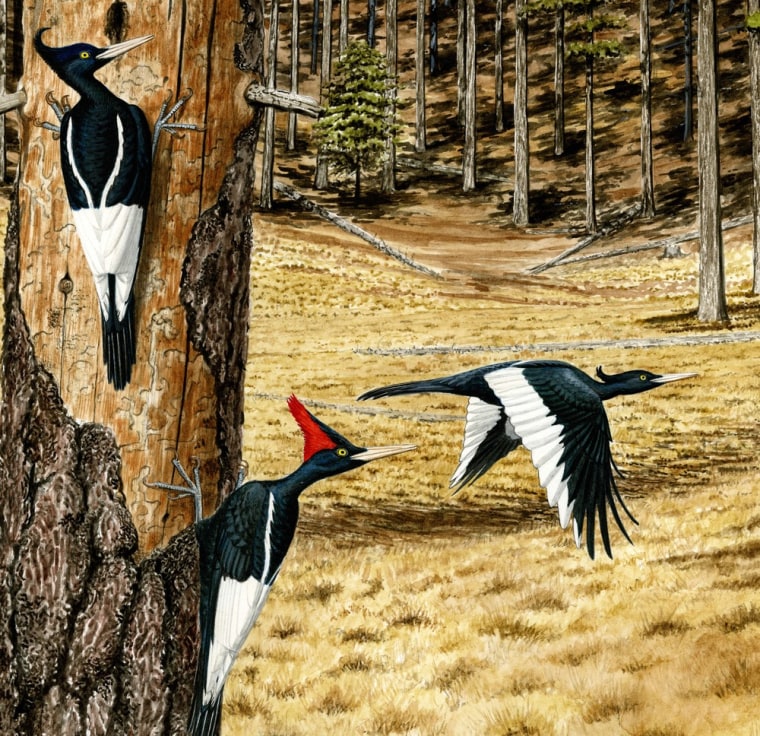 Image: Imperial woodpecker