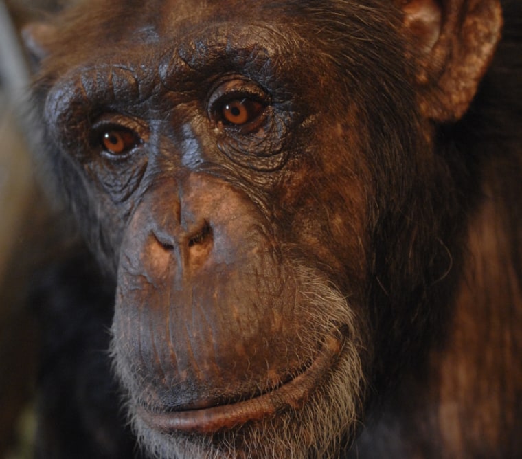 This 25-year-old chimpanzee named "Panzee" understands more than 130 English language words.