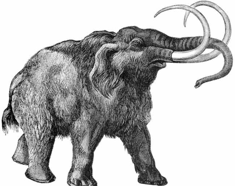 A drawing of a woolly mammoth. These beasts were bigger than mastodons and had curved rather than straight tusks. They died off about 10,000 years ago, and scientists aren't yet sure if climate change was to blame — as the Ice Age ended — or if human hunting pressure played the larger role. Some even think a comet did them in.