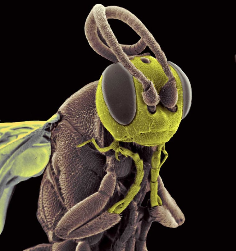 Image: Hymenoptera