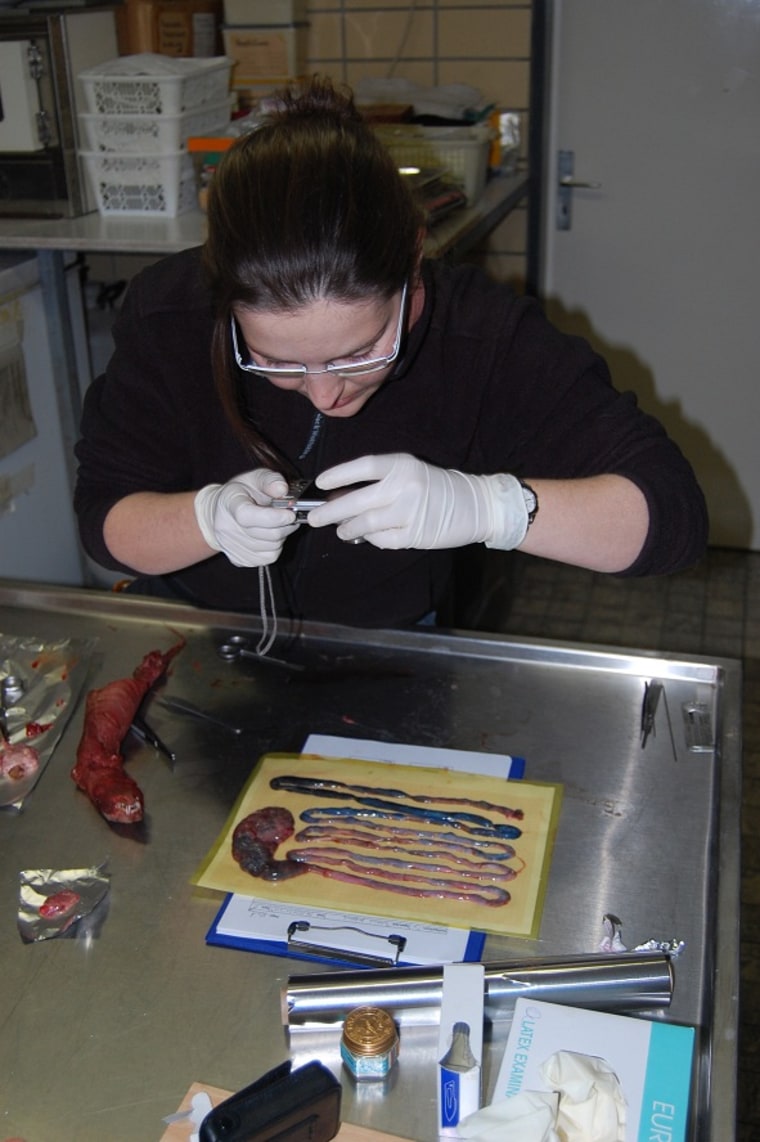 Researcher Ana Navarrete has dissected hundreds of mammal carcasses to measure organ masses.