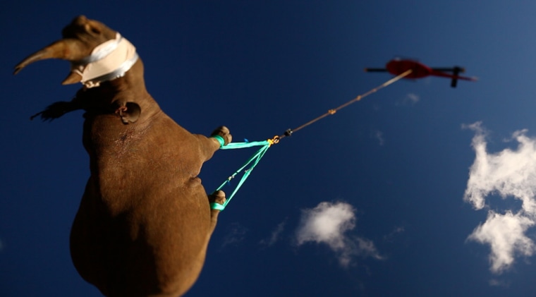 Image: Black rhino airlifted