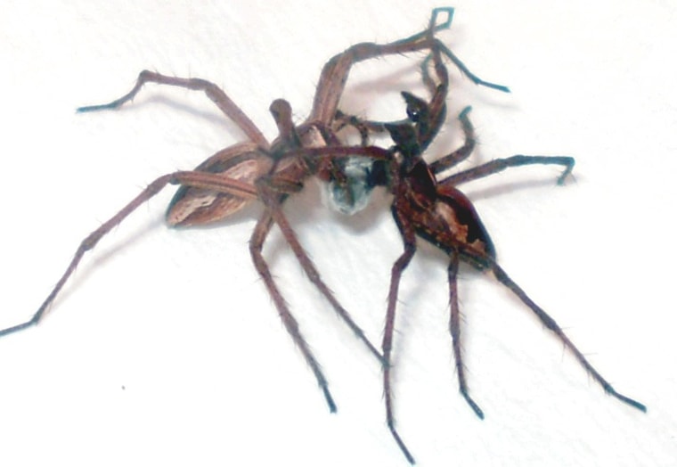 Male nursery web spiders will offer females gifts in exchange for sex.