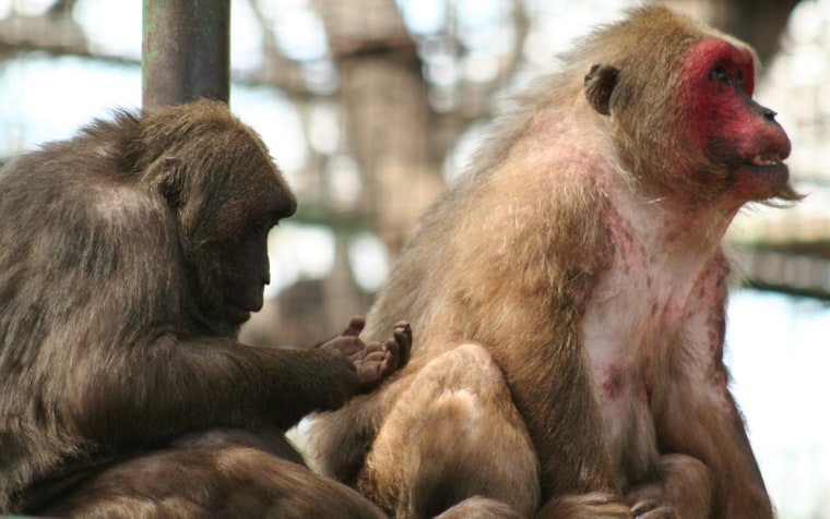 Image: Macaques