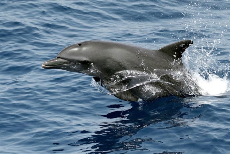 A bottlenose dolphin. Pregnancies can alter their swimming techniques.