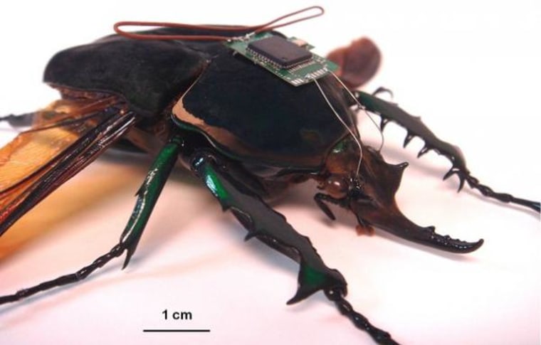 Cyborg beetles being developed for the U.S. military wouldn't need to carry extra batteries into the battlefield for their tiny spy sensors. The insects' own flying motions or even body heat could provide the power for the small microphones or cameras that humans equip them with, according to researchers.