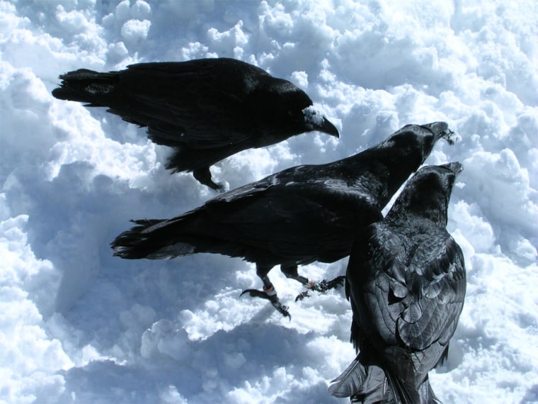 Researchers found that ravens often use their beaks like hands to make gestures toward others. This male raven is showing two of its kin an object in its beak.