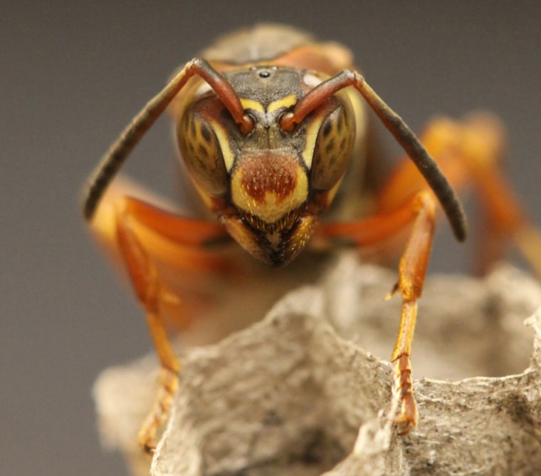A new study shows some wasps recognize faces better than any other object.