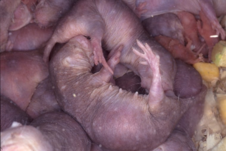 For any other animal, sperm like the naked mole rat's would be considered faulty and infertile. Only about 0.1 percent of the sperm are fast, active swimmers.