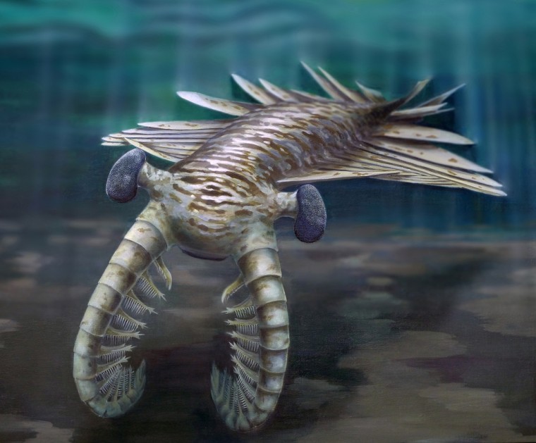 A face only a mother could love: The 3-foot-long super-predator Anomalocaris.