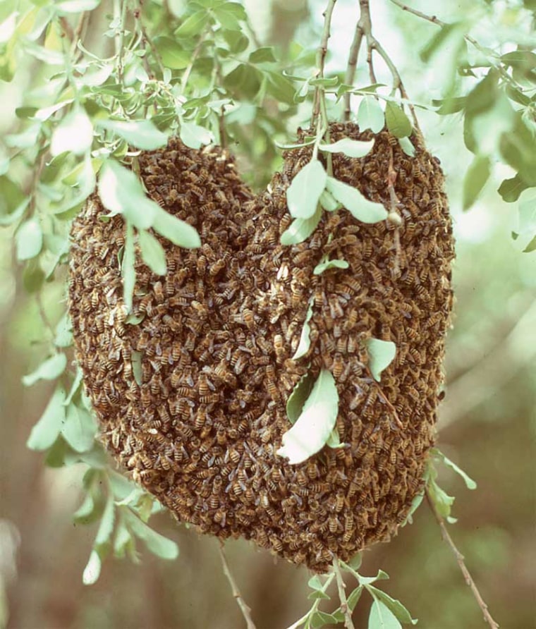 Honeybee swarms (like the one shown here) can include some 10,000 worker bees and one queen. To make decisions in such a crowd, the bees use a process of head-butting and waggle dances.