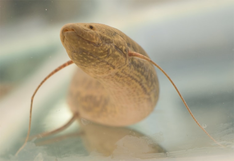 The African lungfish (Protopterus annectens) displayed primitive walking behavior in the lab, using its skinny fins to bound and walk across the floor.