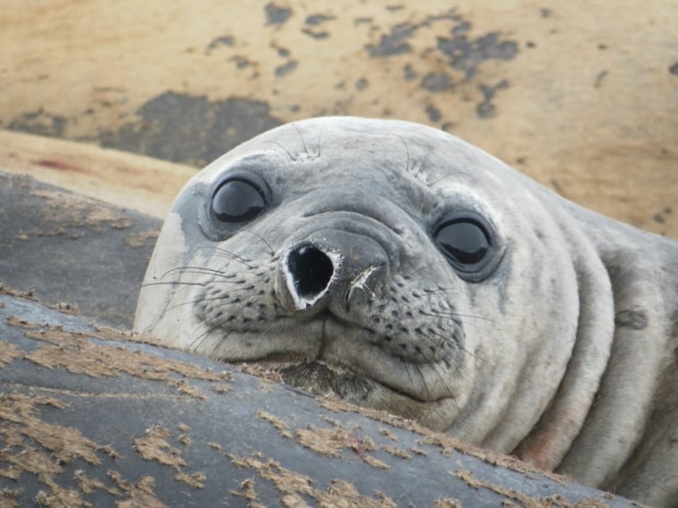 An elephant seal nicknamed Jackson traveled more than 18,000 miles. 