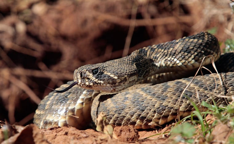 Image: A rattlesnake sits outside his hole during a rattlesnake hunt near Opp, Ala.,