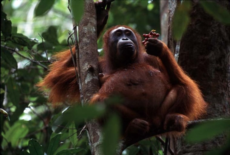 Orangutans in Borneo will eat just about any fruit in the forest. But during hard times when fruit is not bountiful, they find other sources of protein: leaves, bark and their own body-fat reserves and muscle.
