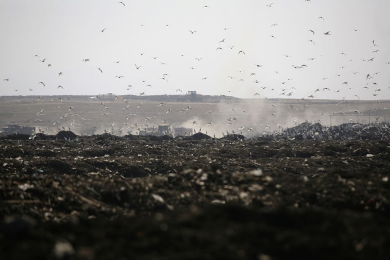 Image: Birds fly over the Bordo Poniente landfill on the outskirts of Mexico City
