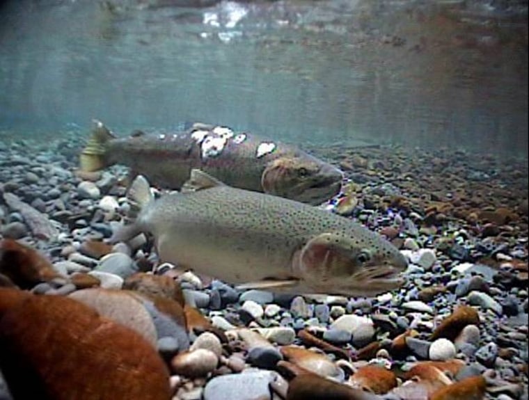 Steelhead trout, part of the salmon family, travel from the ocean to freshwater to spawn.