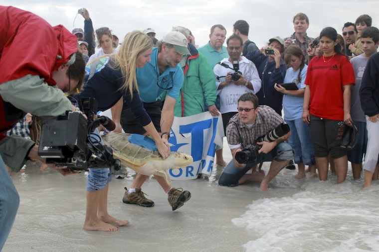 Image: Sea turtle released on beach