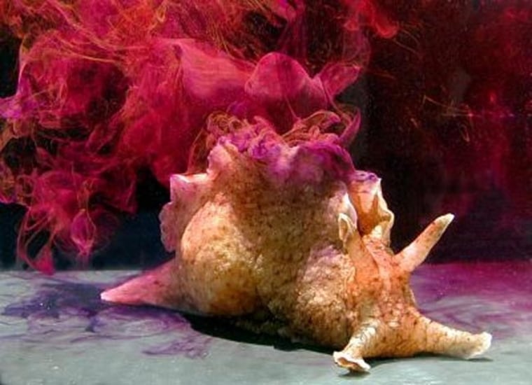 underwater photo of slug with ink