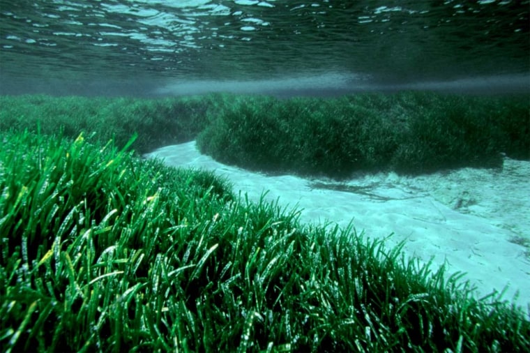 Clones of the seagrass Posidonia oceanica may be the oldest and largest organisms on Earth, spanning nearly 10 miles (15 km) wide, with ages that date back to 100,000 years.