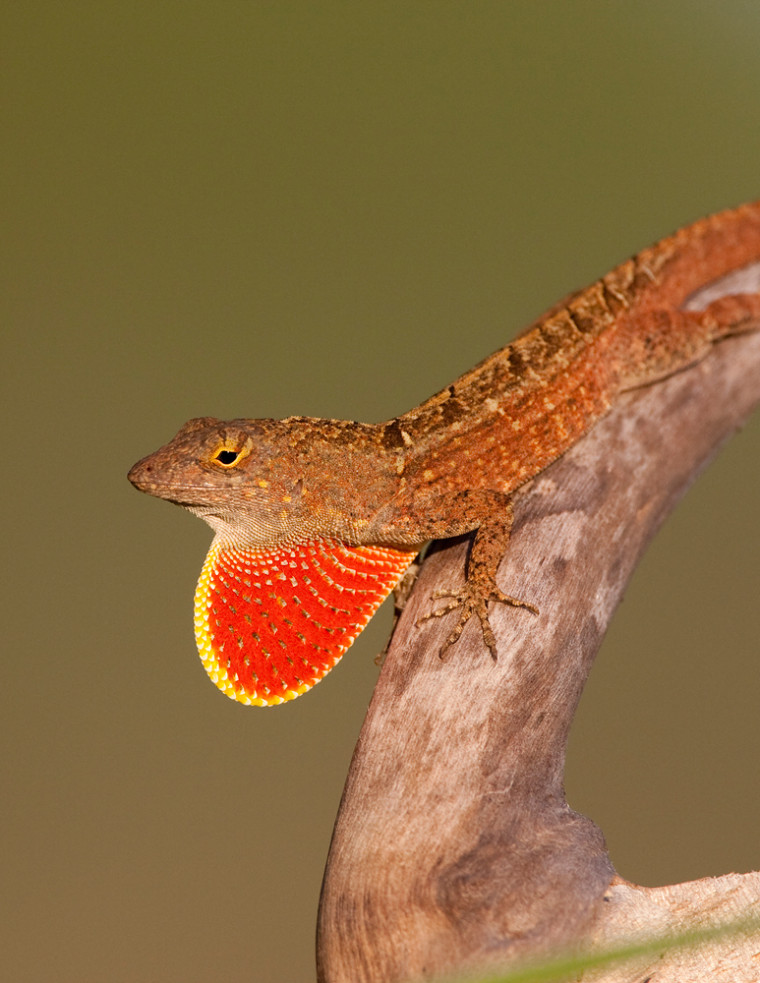 A male brown anole lizard (Anolis sagrei) displays its eye-catching dewlap.