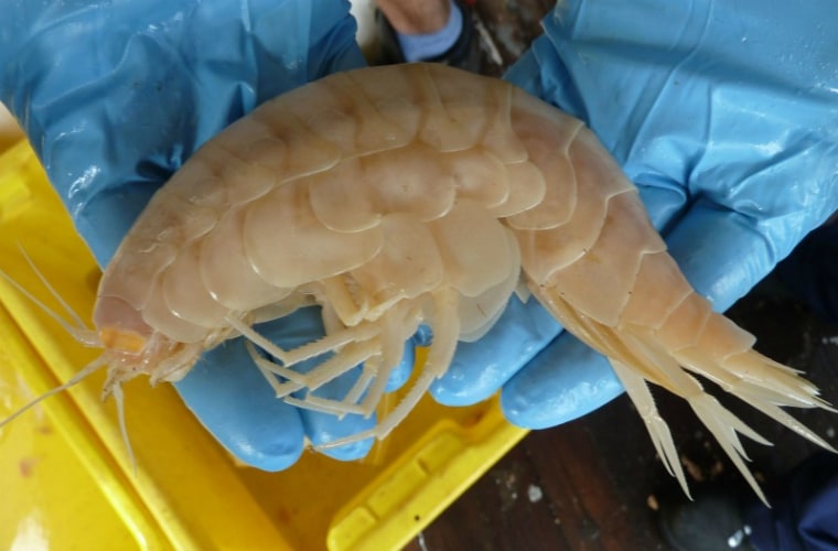 An elusive supergiant amphipod, recently plucked from the deep sea.