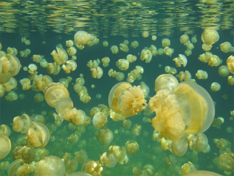 Mastigias jellyfish flood Jellyfish Lake, a marine lake in Palau, an island nation in the Pacific Ocean.