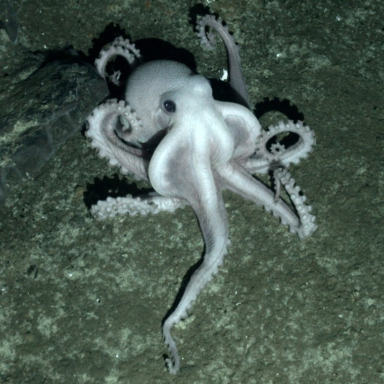 Image: Pale octopus