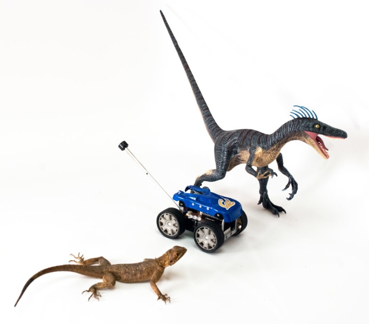 A lizard (Agama agama) with the Tailbot robot and a model of Velociraptor (Discovery Channel 4D Anatomy Model, 2008 Fame Master Ent. Ltd.).