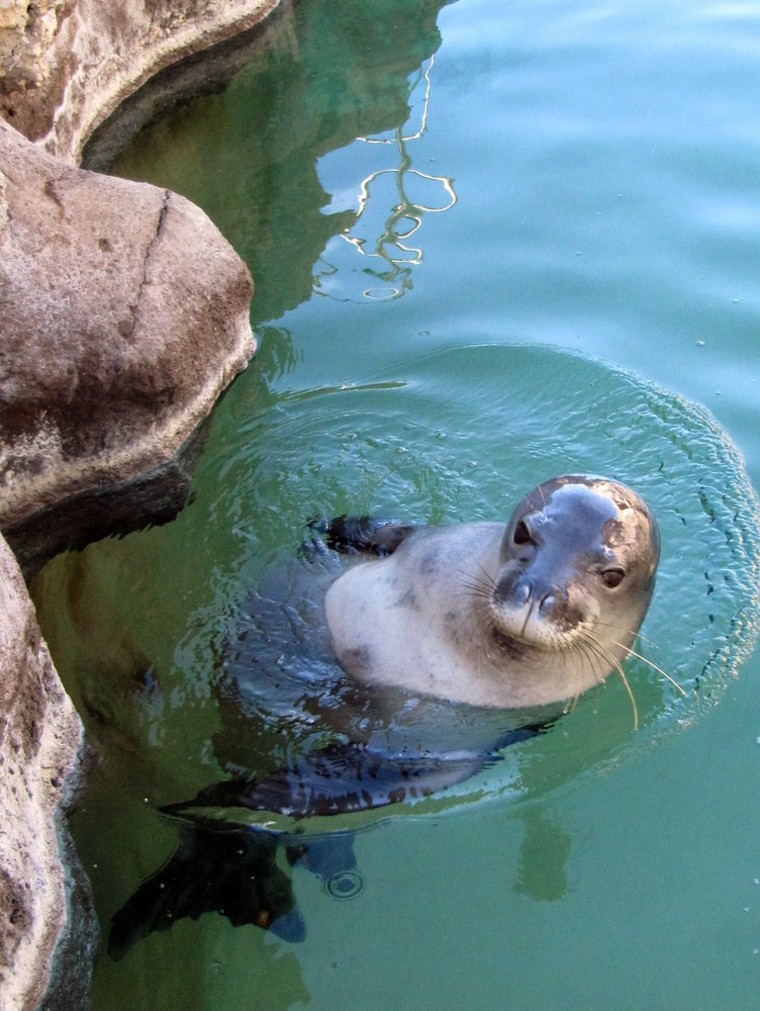 Image: Hawaiian Monk Seal