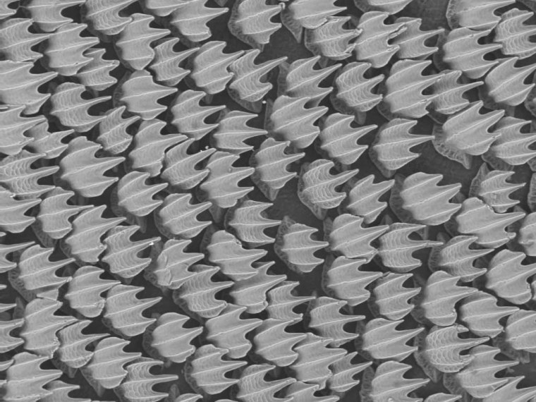 The toothlike scales called denticles (shown here) generate mini whirlpools that help to pull the shark forward.