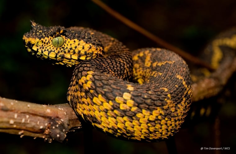 Matilda's Horned Viper, named after the daughter of one of the researchers, is a new species of bush viper.