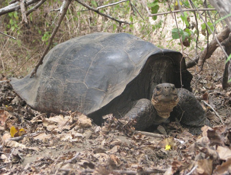 This tortoise is a hybrid of a tortoise species missing for 150 years. It now lives on the volcanic slopes of the northern shore of Isabela Island in the Galapagos archipelago, 200 miles away from its native Floreana Island.