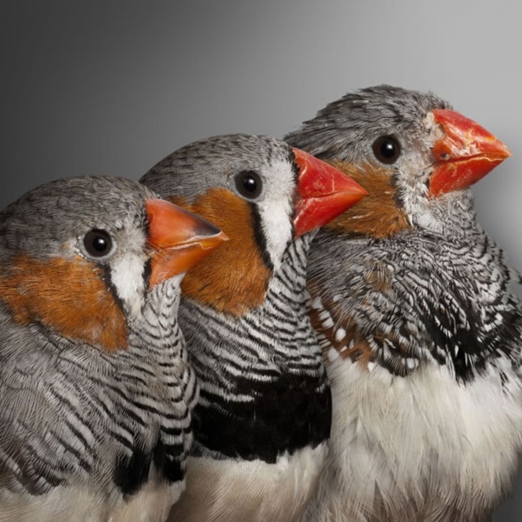 Image: Finches