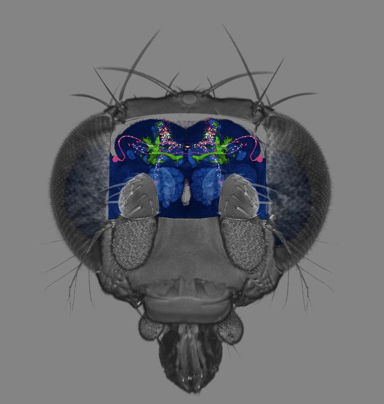 The anterior view of a fruit fly brain. Fruit flies have long been used as models to understand how memory works in other species, humans included.