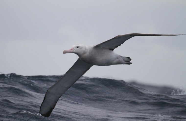 A wandering albatross flies over a rough sea. The birds spend most of their lives in flight, touching down on land mostly just to find food or to breed.
