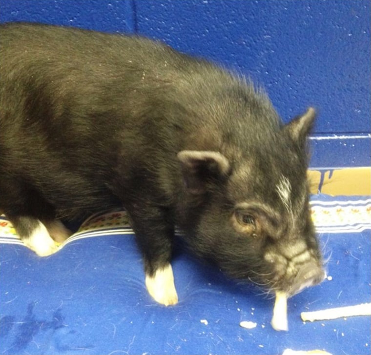 Paulding County Dog Warden Georgia Dyson temporarily took in a 14-week old pot bellied pig when his owners told his pet sitter they no longer wanted him. 