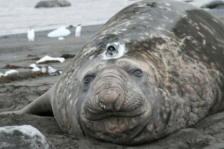 A shedded elephant seal with a sensor on its head. The sensor measures the animal's position, the depth of its dives, the water temperature and the water salinity.